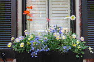 CW_ForteShutters_ext_image 3